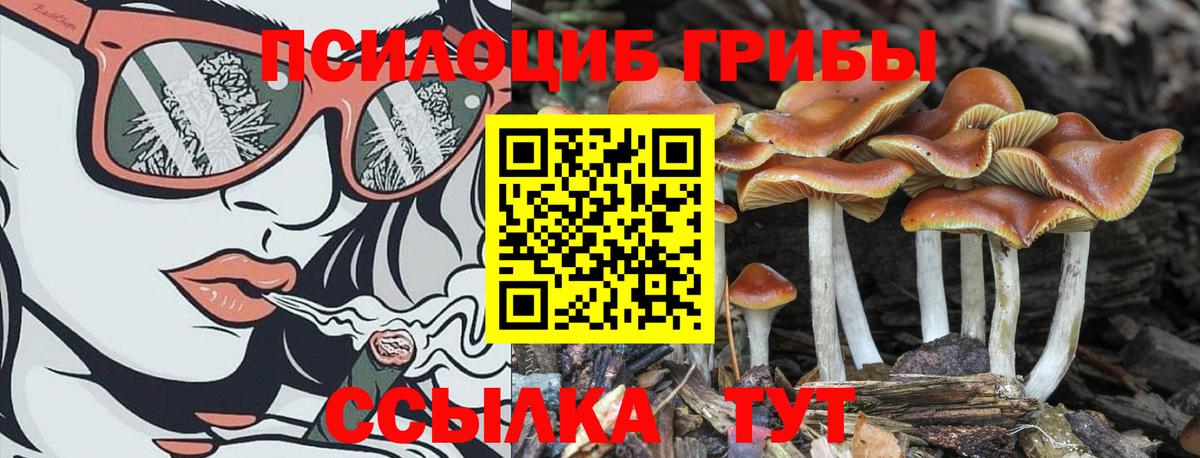 Псилоцибиновые грибы Psilocybe Сердобск